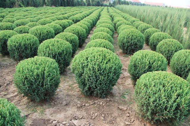 苗木价格
