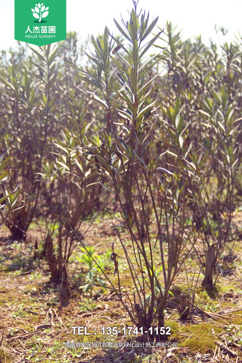 湖南人杰绿化苗木-夹竹桃