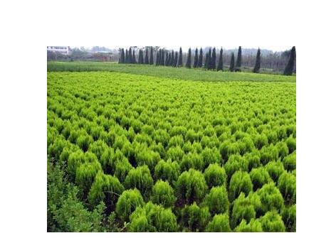 绿化苗木