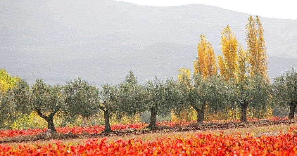 西班牙橄榄树