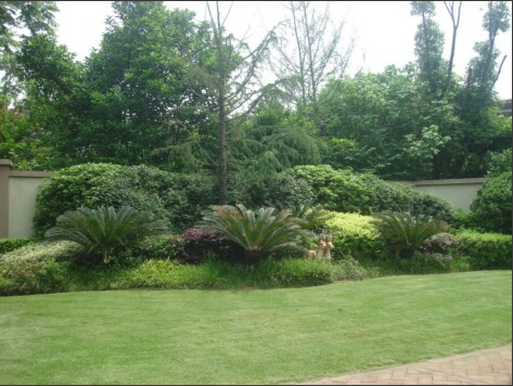 苗木绿化，湖南苗木