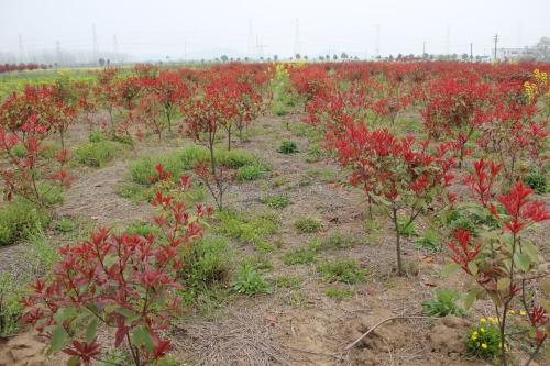 新品种为什么让许多苗木种植户望而却步