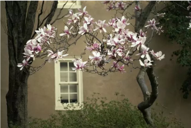 绿化苗木价格-玉兰