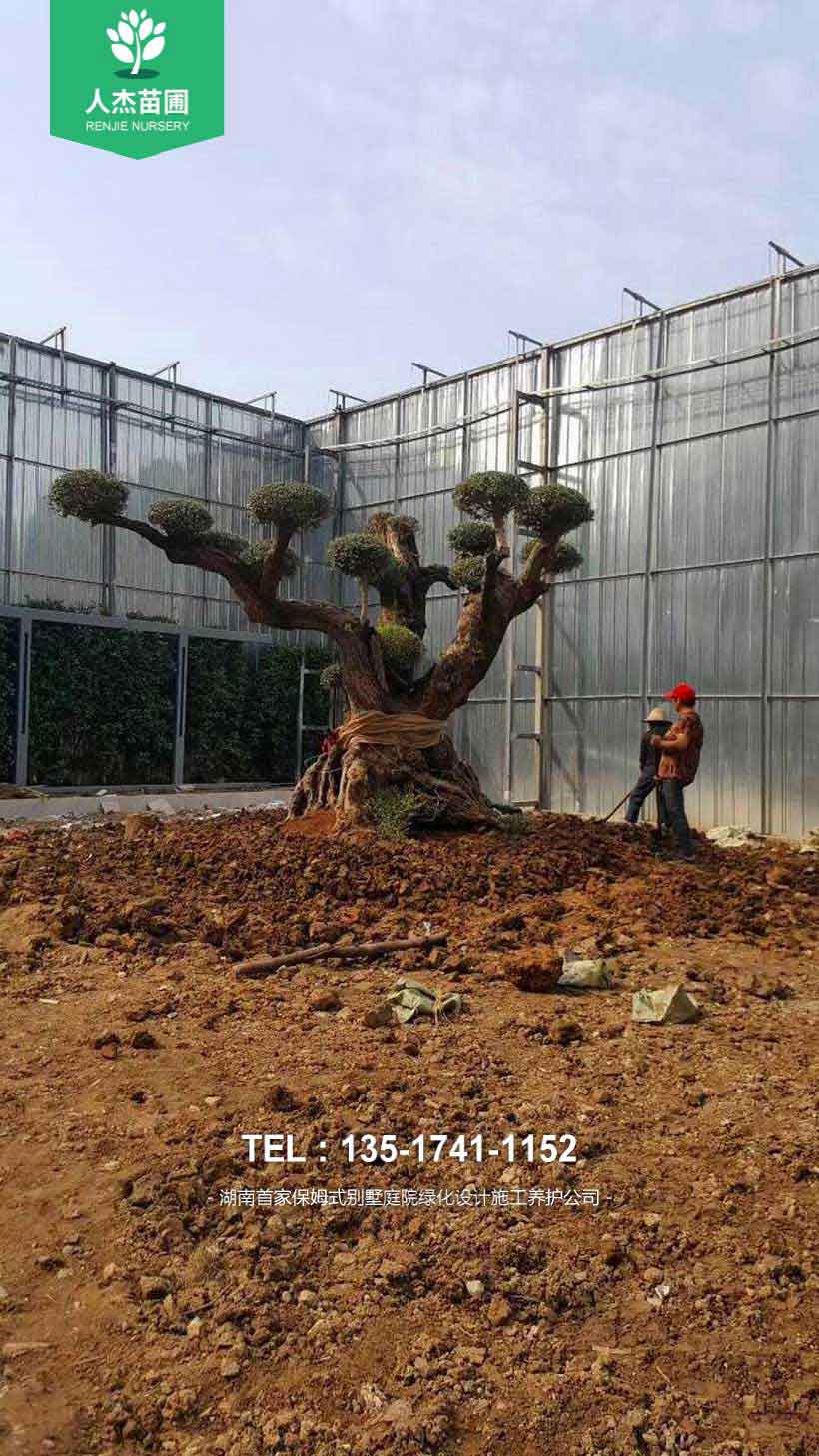 人杰苗圃千年西班牙橄榄树刷新武汉古树最长寿命。