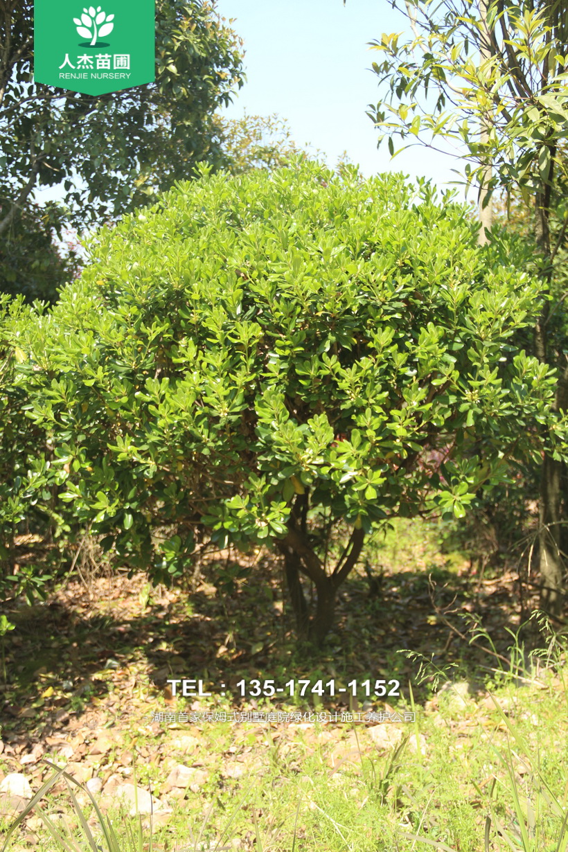 绿化苗木：海棠球