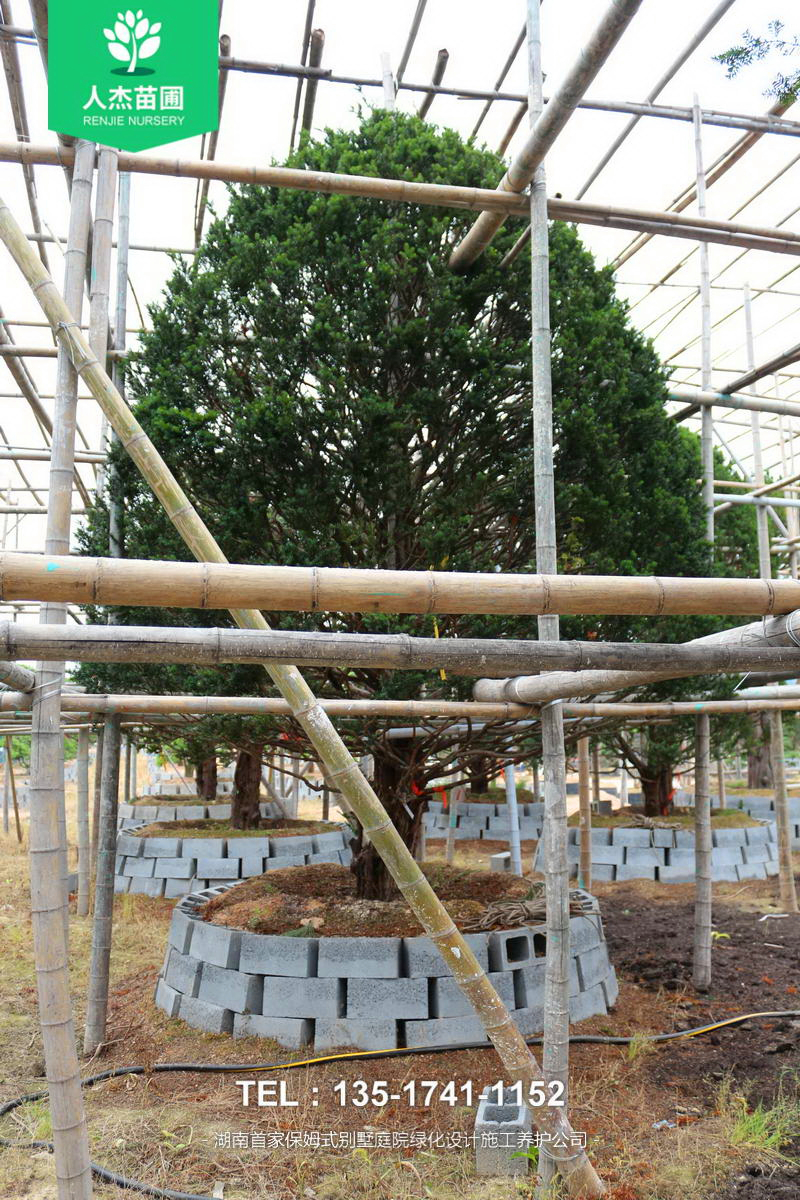 日本红豆杉【米径18cm】
