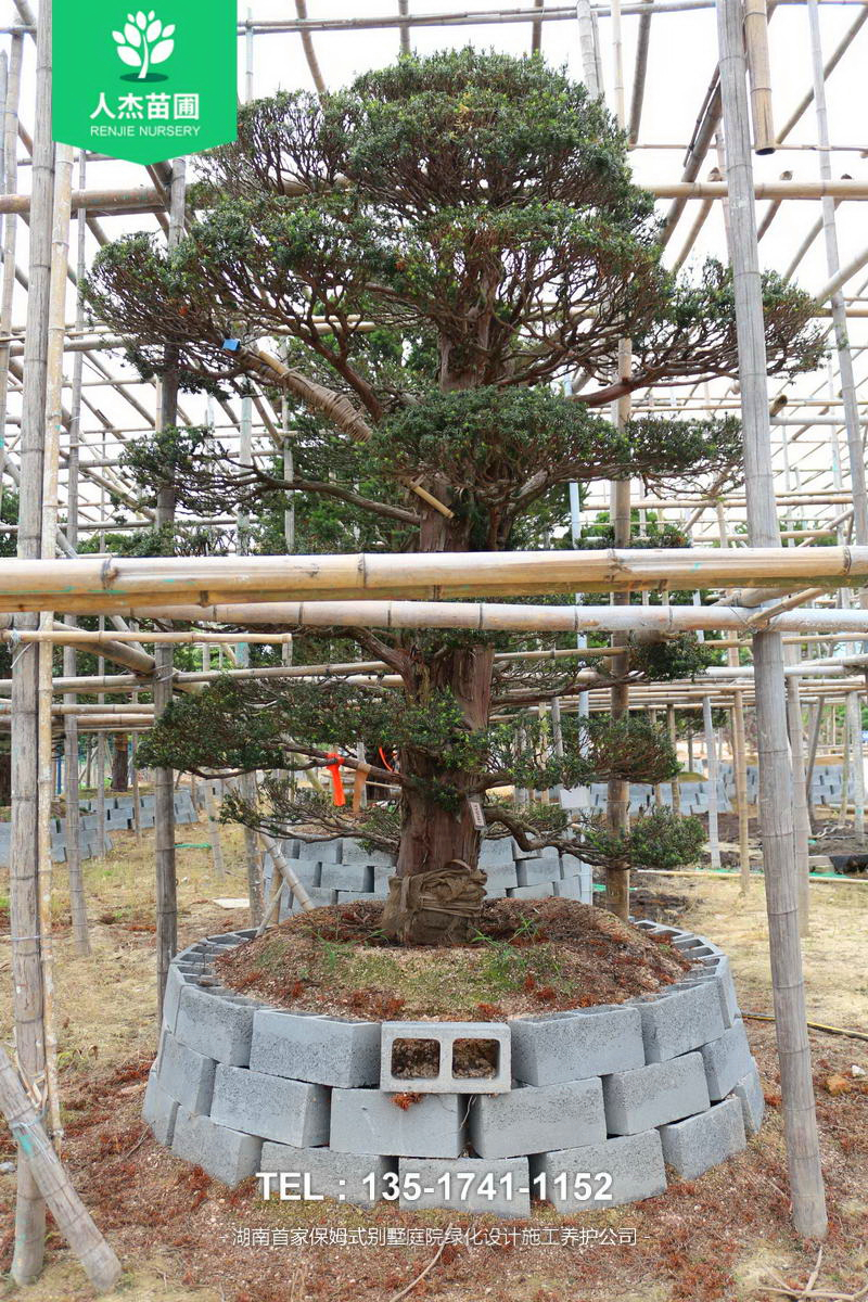 日本红豆杉【米径28cm】