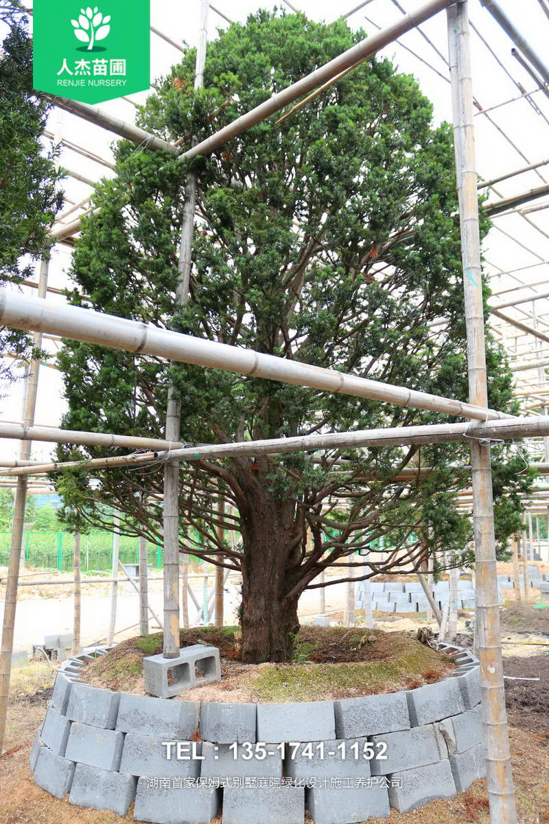 日本红豆杉【米径30cm】