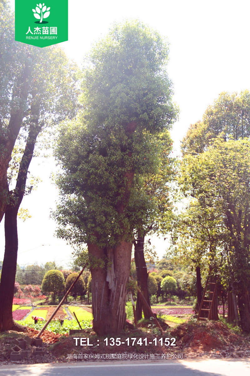 多杆香樟树【米径35-55cm】