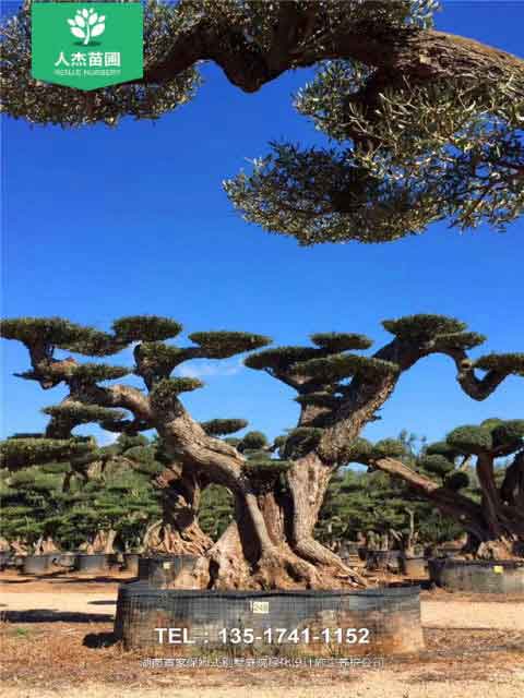 西班牙橄榄树【树龄1400年】