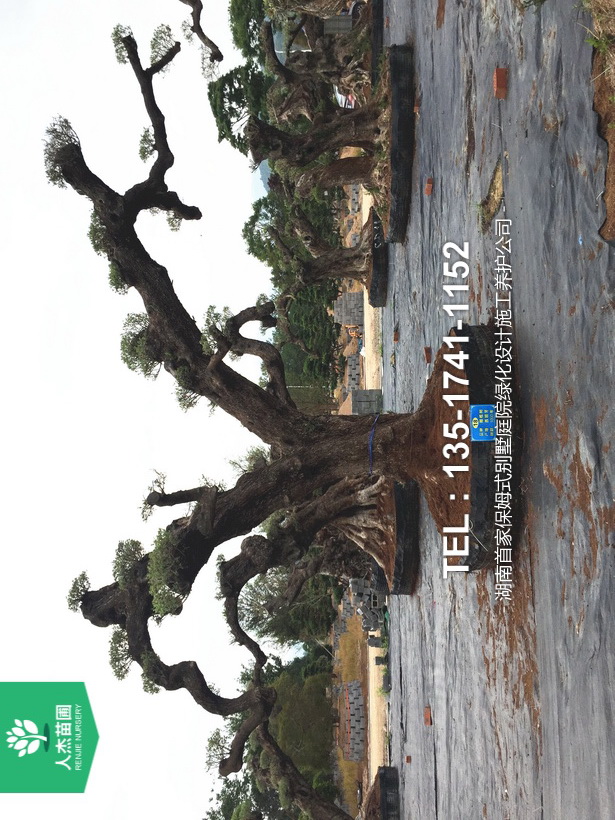 西班牙橄榄树【树龄1000年⑥】 