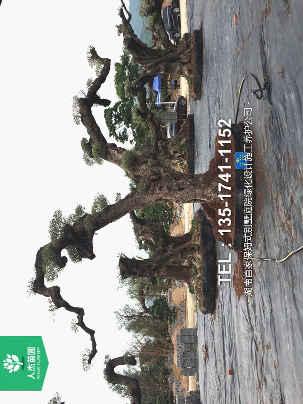 西班牙橄榄树【树龄1000年⑦】