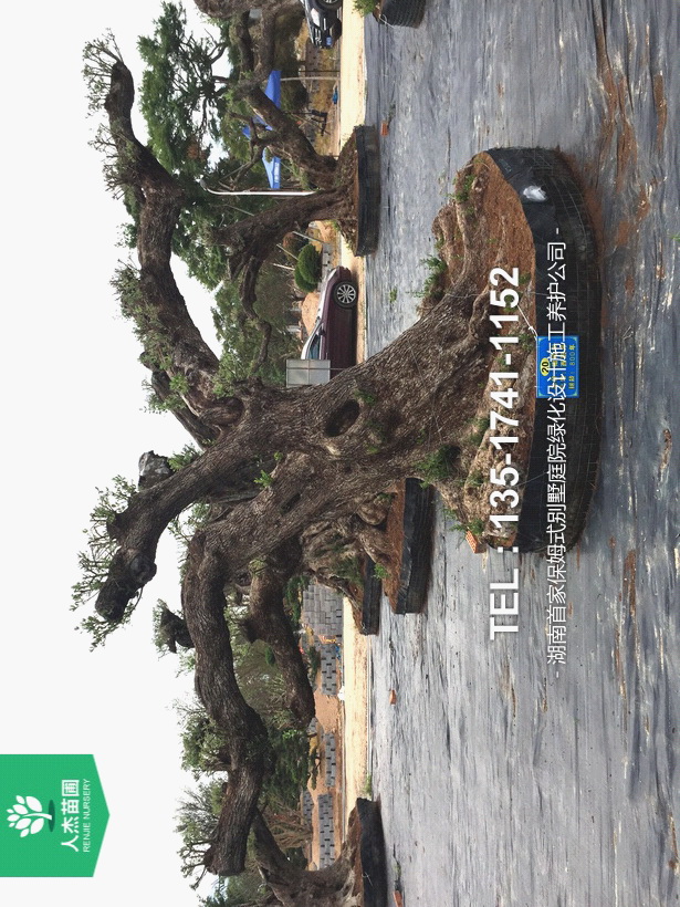 西班牙橄榄树【树龄800年④】
