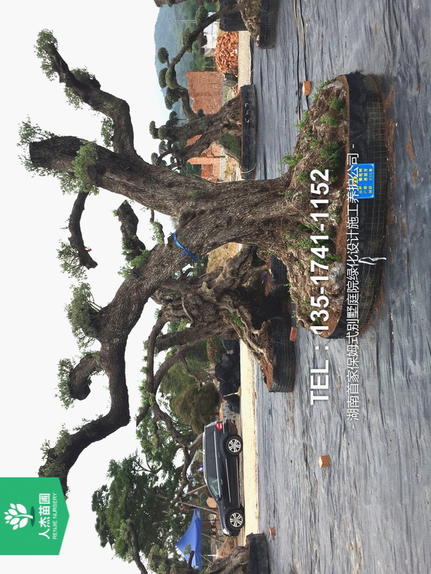 西班牙橄榄树【树龄800年⑥】