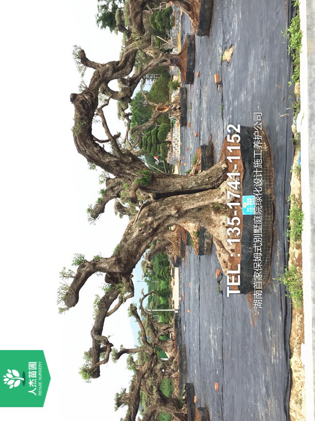 西班牙橄榄树【树龄1400年⑧】