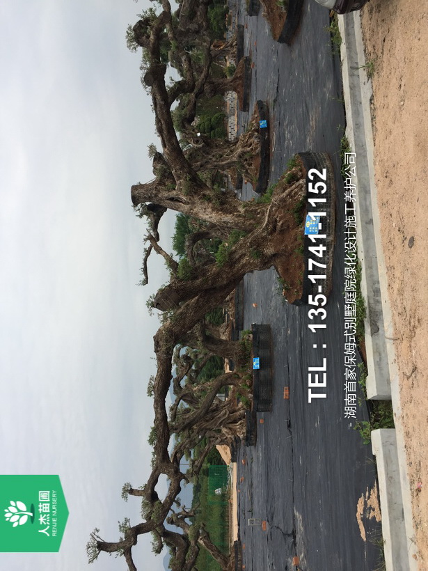 西班牙橄榄树【树龄1600年⑤】
