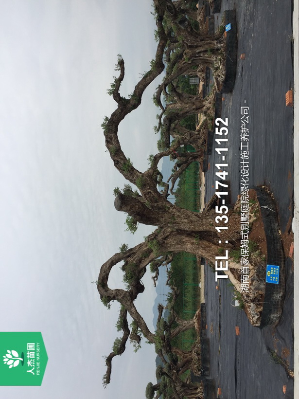 西班牙橄榄树【树龄1500年】