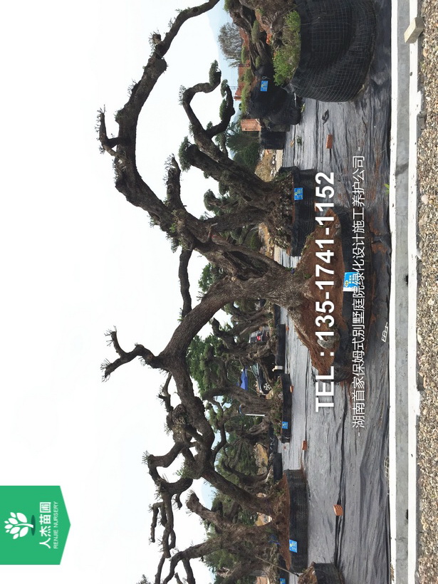西班牙橄榄树【树龄1200年④】 